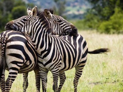 Zebras-Main-1280x720