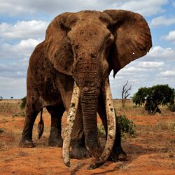 african-elephant