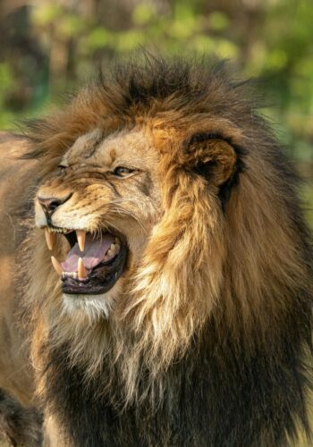 angry lion