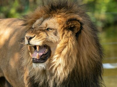 angry lion