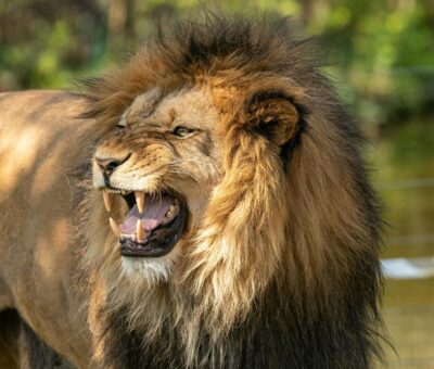 angry lion