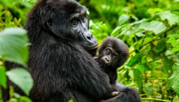 baby-gorilla-bwindi-