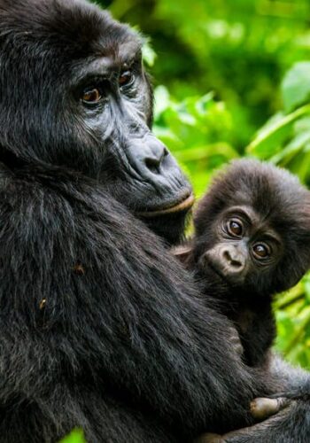 baby-gorilla-bwindi-