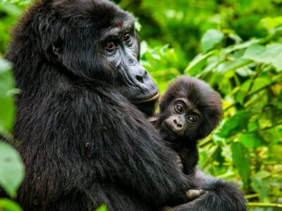 baby-gorilla-bwindi-