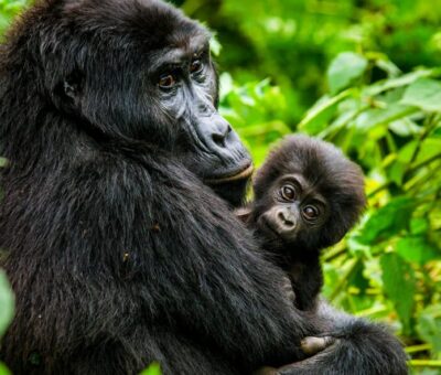 baby-gorilla-bwindi-
