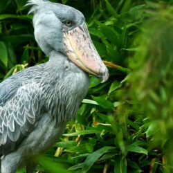 birding-at-ziwa-shoebill-header