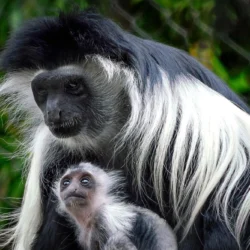 black-and-white-colobus-monkey-4001
