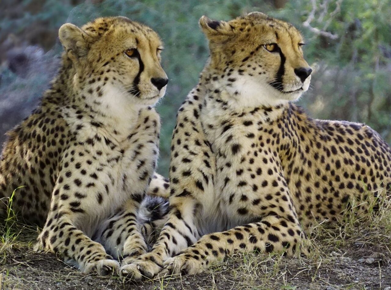 Cheetahs