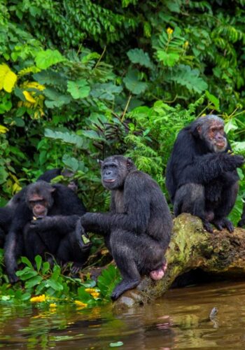 chimp_family_Ngamba_island