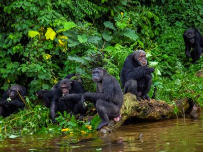 chimp_family_Ngamba_island