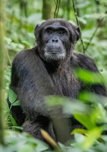 chimpanzee-kibale-forest