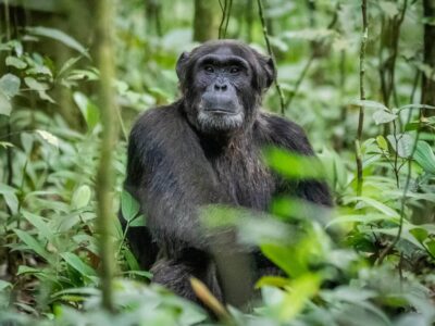 chimpanzee-kibale-forest