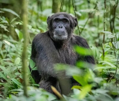 chimpanzee-kibale-forest