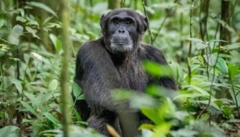 chimpanzee-kibale-forest