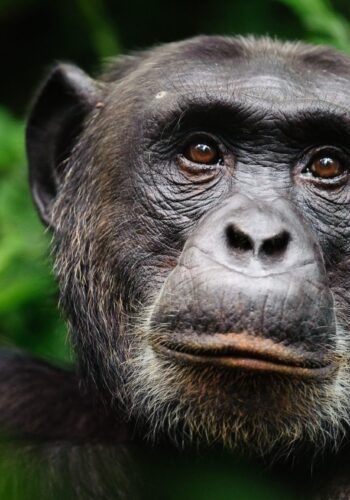 chimpanzee-smart