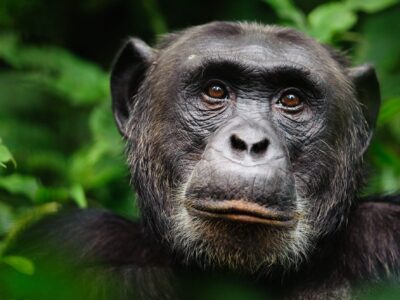 chimpanzee-smart