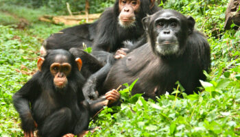 chimpanzees-in-kibale-forest