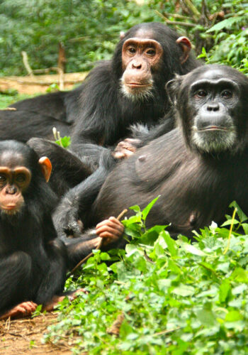 chimpanzees-in-kibale-forest