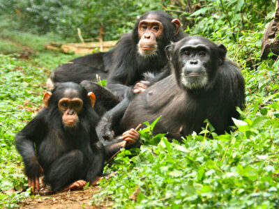 chimpanzees-in-kibale-forest