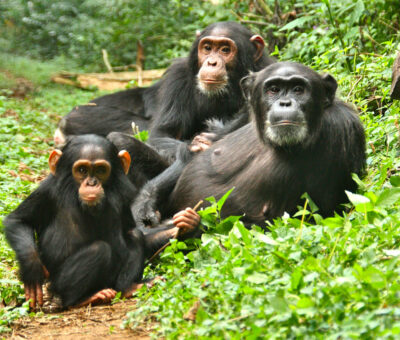 chimpanzees-in-kibale-forest