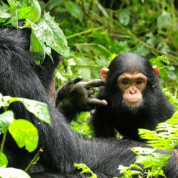 chimps-kibale