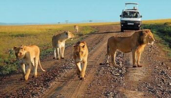 game-drive-in-murchison-falls-park