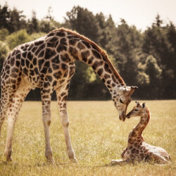 giraffe-and-baby
