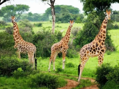 giraffes-in-lake-mburo-national-park