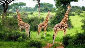 giraffes-in-lake-mburo-national-park