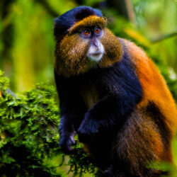 golden-monkey-trekking-at-mgahinga-national-park