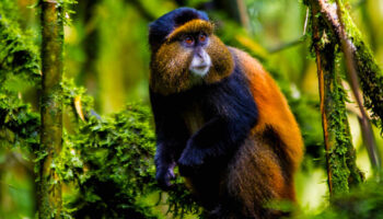 golden-monkey-trekking-at-mgahinga-national-park