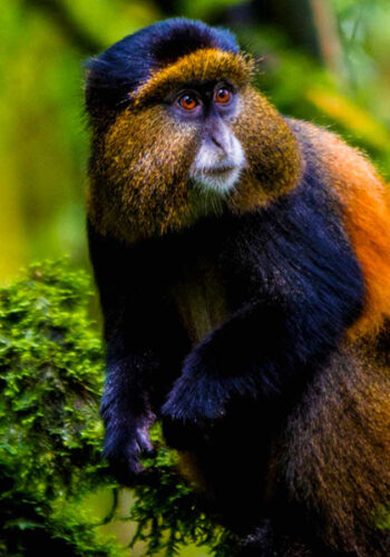 golden-monkey-trekking-at-mgahinga-national-park
