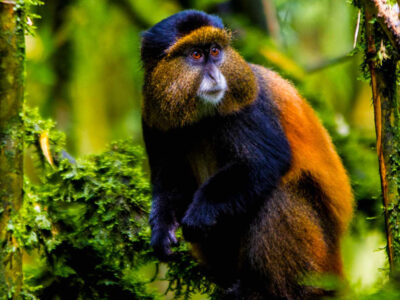 golden-monkey-trekking-at-mgahinga-national-park