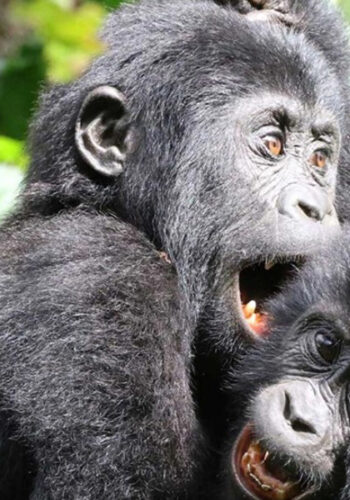 gorilla-babies