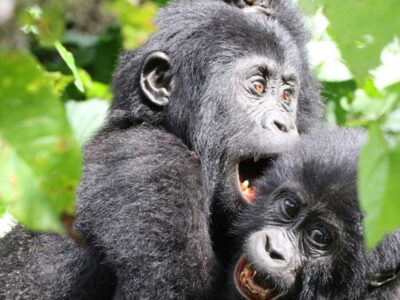gorilla-babies