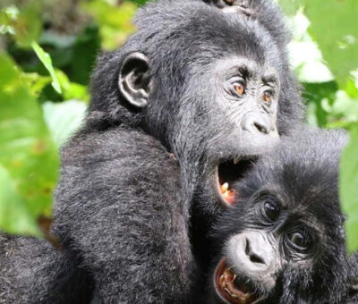 gorilla-babies