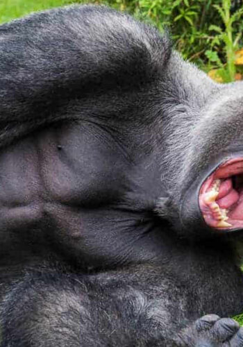 gorilla-strength