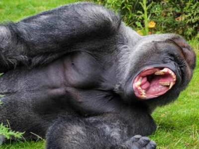 gorilla-strength