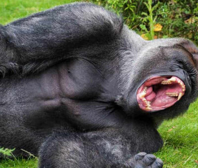 gorilla-strength