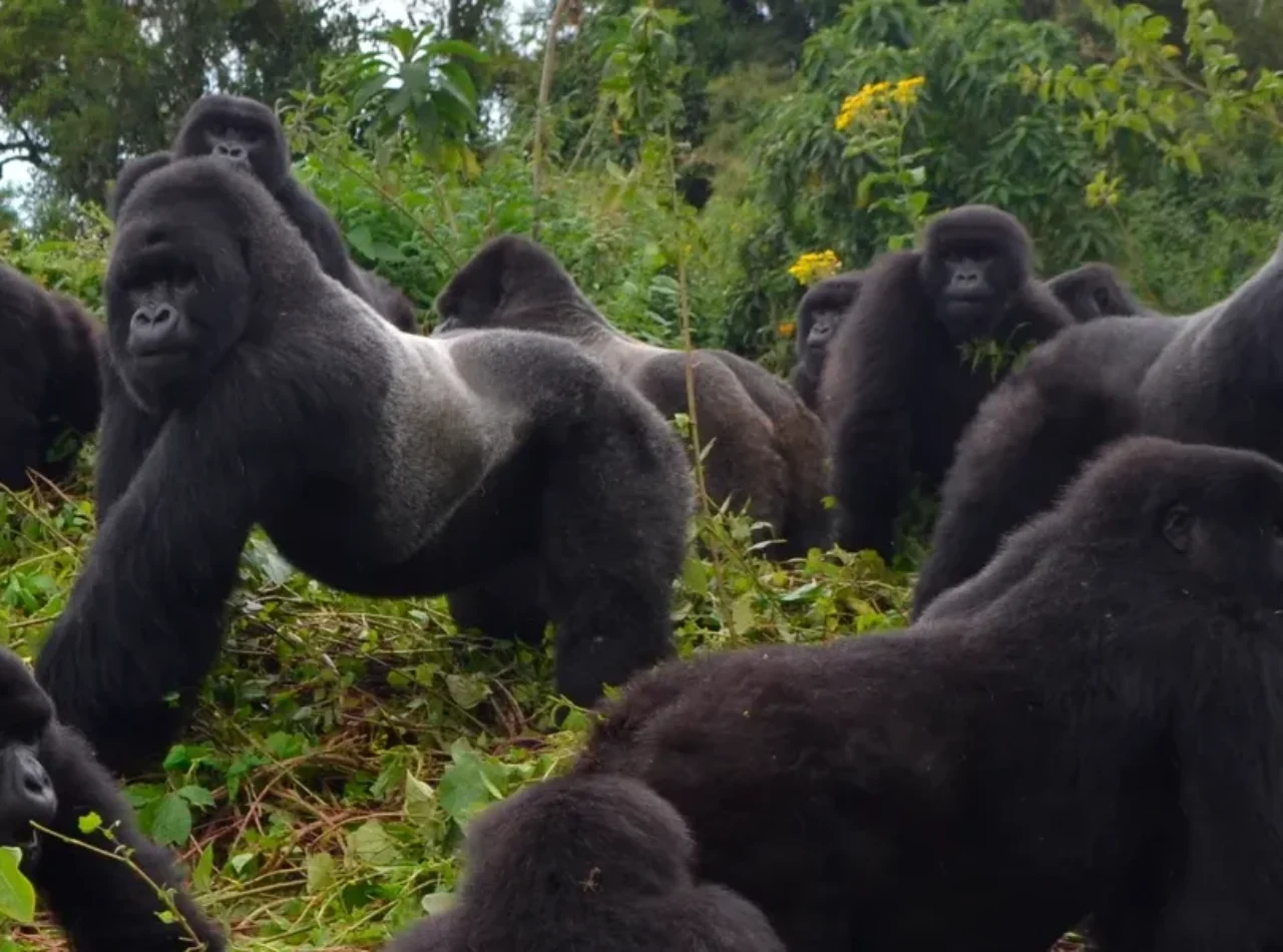un gruppo di gorilla allo stato brado