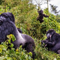 A group of mountain gorillas in Bwindi