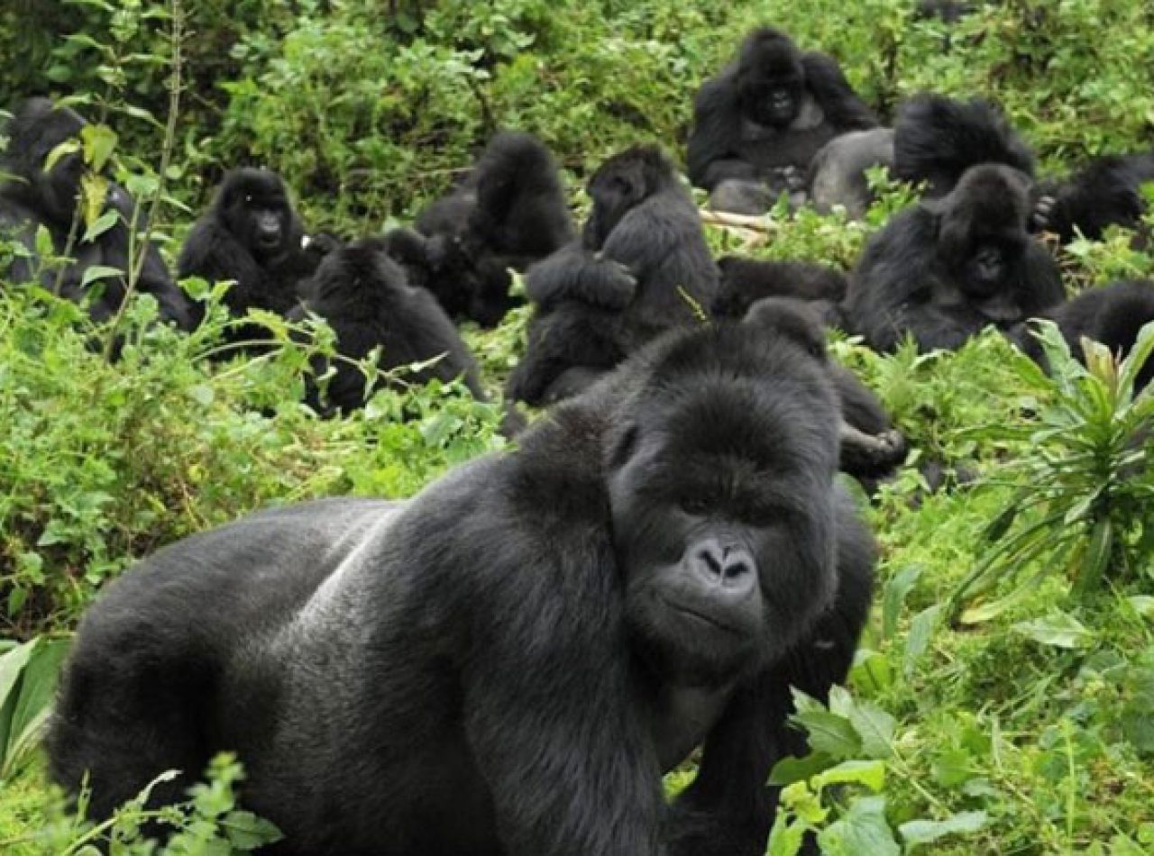 gorilas de uganda
