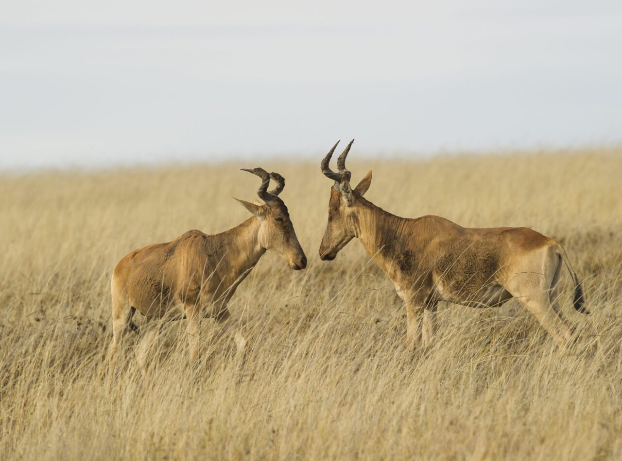 Cola's Hartebeest
