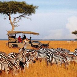 Kenia zebra's