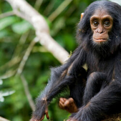 kibale-chimpanzee