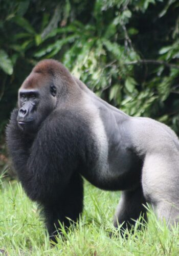 lowland-gorilla