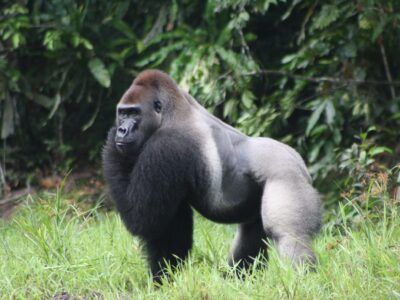 lowland-gorilla