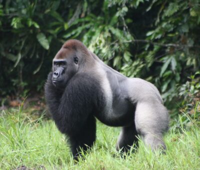 lowland-gorilla