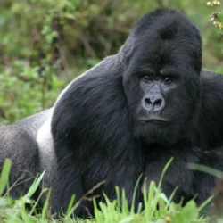 mountain-gorilla-Virunga-National-Park-Democratic-Republic