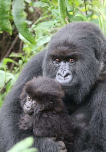 mountain-gorilla